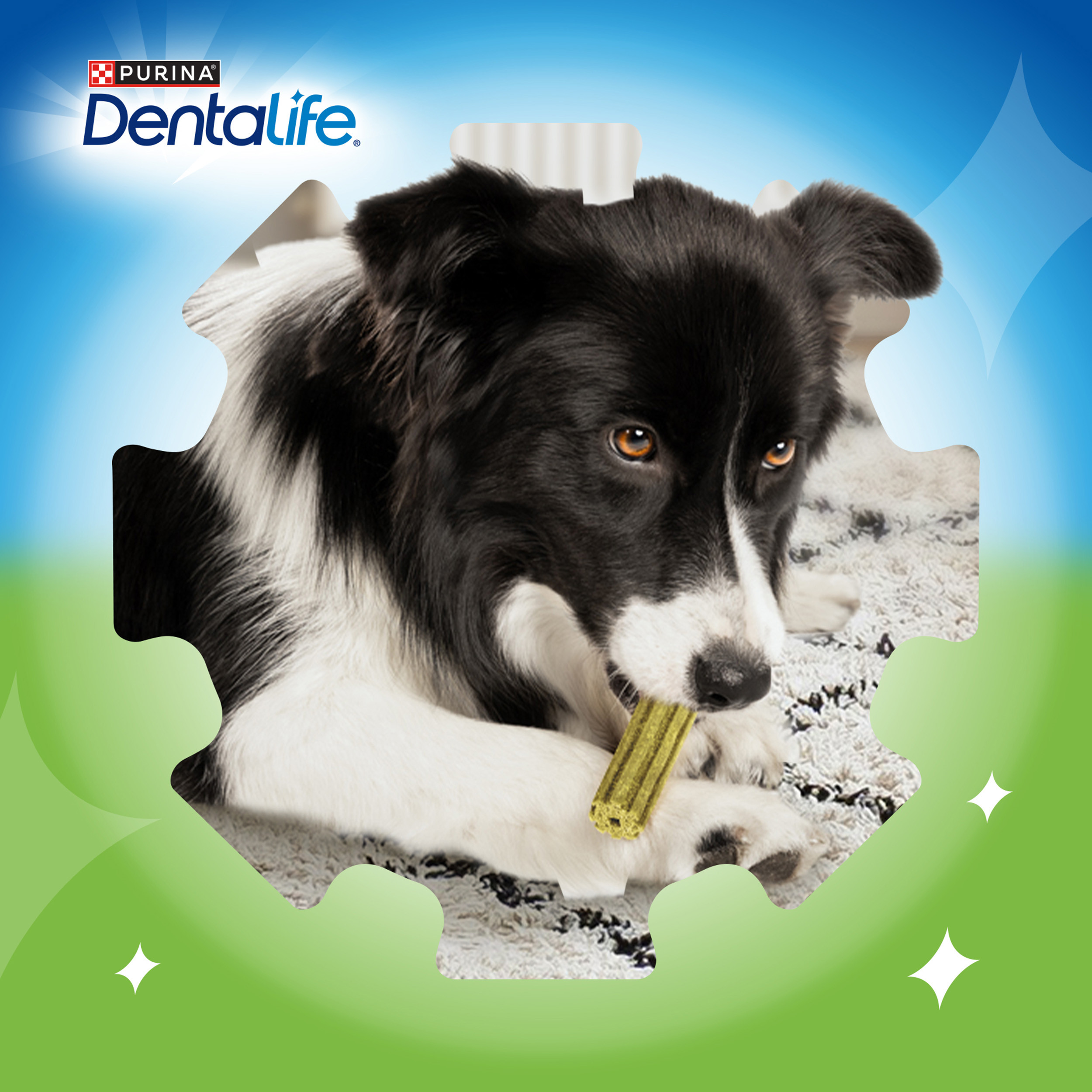 Dentalife Activfresh Snack para Cão Adulto Médio - Image 7
