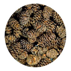 Hobby Alder Cones - Image 2