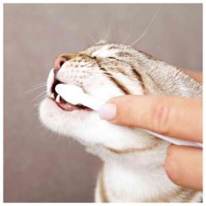 Trixie Conjunto de Higiene Dentária para Gatos - Image 2